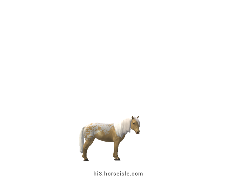 South African Miniature Horse Cream Pearl Blanket Coat